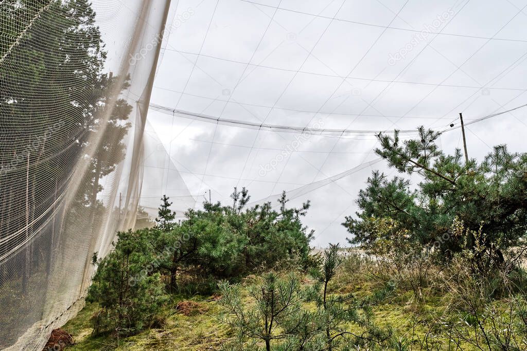 Mesh as trap for birds. Biological station for banding of birds and studying its migration