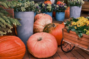 Sonbahar rengarenk kompozisyonu, turuncu kabaklar ve süsleme için saksılarda çiçekler.