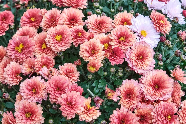 Blühende Chrysantheme mit Korallen, rosa Blüten als blumiger Herbsthintergrund. — Stockfoto