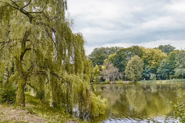 Paysage du parc d'automne. Les arbres se reflètent à la surface d'un lac calme par une journée nuageuse d'automne. Saule pleureur au premier plan — Photo