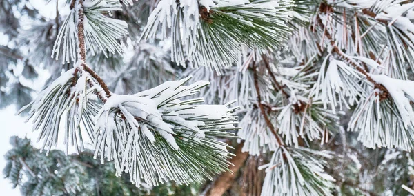 Schneebedeckte Kiefernzweige mit langen Nadeln Stockfoto