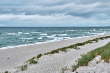 Göçebe kum tepelerini otlarla güçlendirmek. Deniz Burnu. Çevre sorunları kavramı