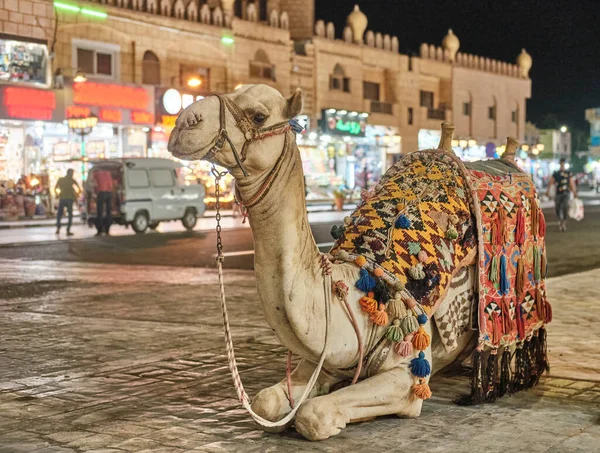 Portrait of cute camel sitting on city square in evening. Pets, travel concept Royalty Free Stock Images