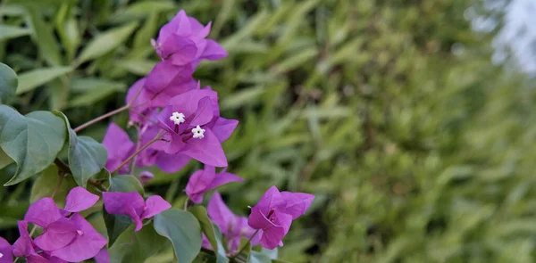 Deux petites fleurs blanches de Bougainvillea en fleurs avec des bractées violet vif — Photo