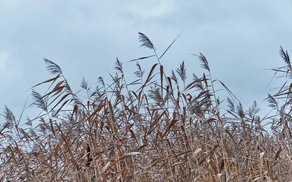 Paisaje Triste Otoño Hierba Seca Pampas Marrón Sobre Fondo Azul —  Fotos de Stock