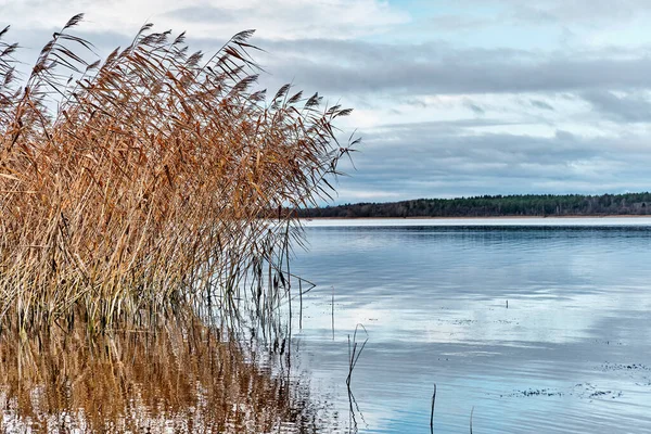 Herfstlandschap. moeras droog gras zwaaiend in de wind bij bewolkt weer aan de oever van rustig meer omgeven door bos. — Stockfoto