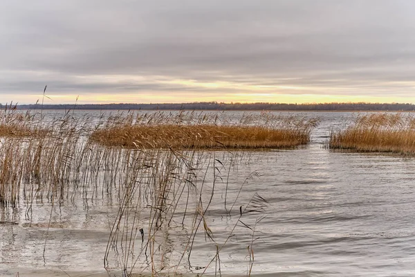 Késő őszi táj. Naplemente felhős időben a tó szigetein száraz fű a közös nád. — Stock Fotó