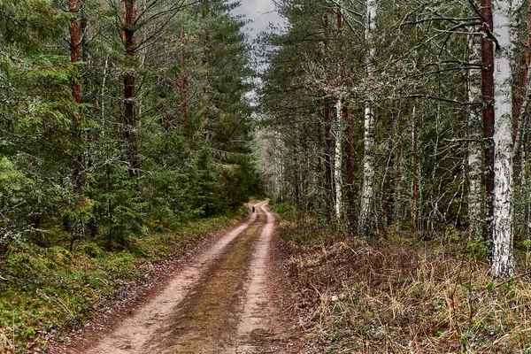 Χωματόδρομος στο βόρειο μικτό δάσος σε συννεφιασμένη ημέρα. Χώρα τοπίο πτώση — Φωτογραφία Αρχείου