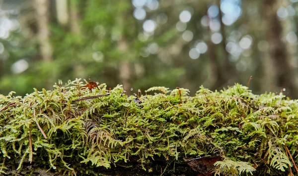 Натуральний лісовий мох, вирощений на осінньому дереві, з краплями води, трохи вологий, на розмитому зеленому тлі — стокове фото