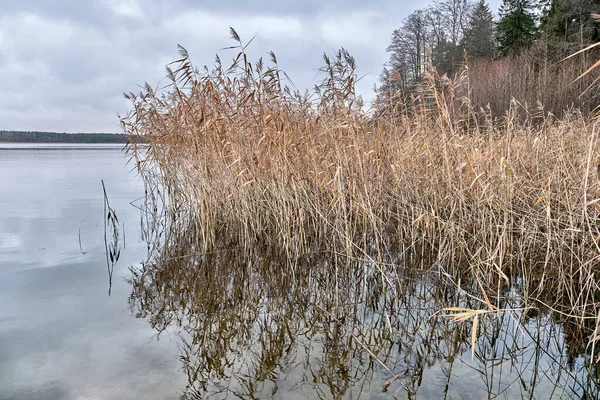 Paisagem final do outono. Grama seca na costa do lago calmo cercado por floresta em tempo nublado — Fotografia de Stock
