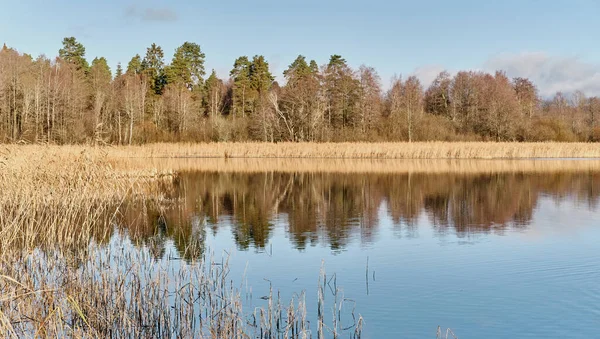 Lago calmo cênico com superfície de água espelhada, cercado por grama de cana seca e floresta no dia ensolarado. — Fotografia de Stock