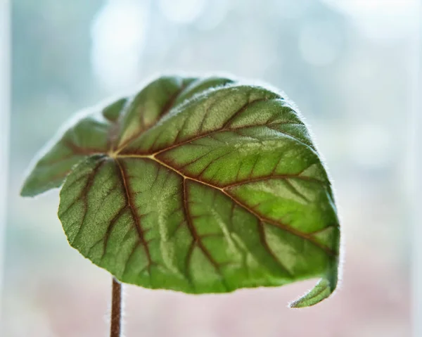 배경 이 흐릿 한 실내 식물 베고니아 (begonia) 의아름다운 잎의 근접 사진. 집들이 개념 — 스톡 사진