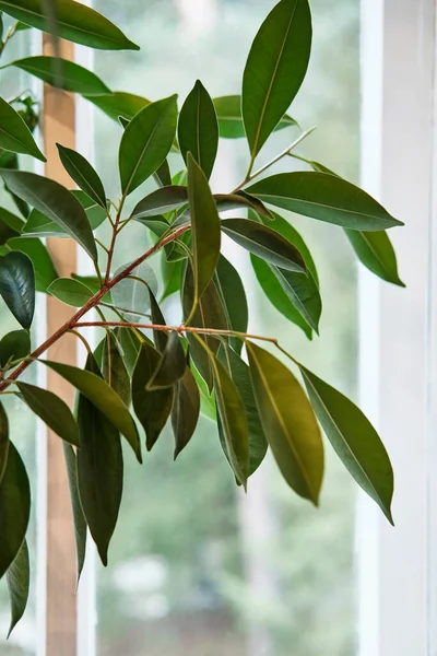 Folhas e caules de planta de sala de árvore de borracha em um fundo de janela. — Fotografia de Stock