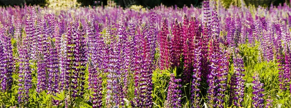 Blühende wilde violette und rosa Lupinen als sommerlicher Hintergrund. — Stockfoto