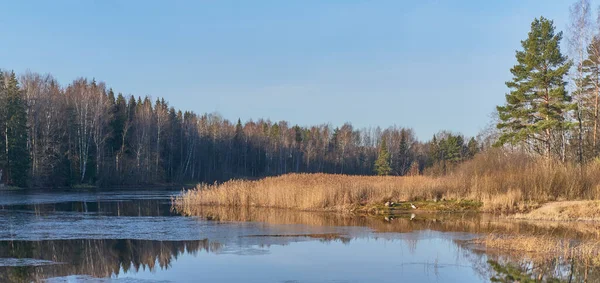 Vallende landschap met dunne korst ijs op het wateroppervlak, reiger op de rivieroever, schilderachtig bos — Stockfoto