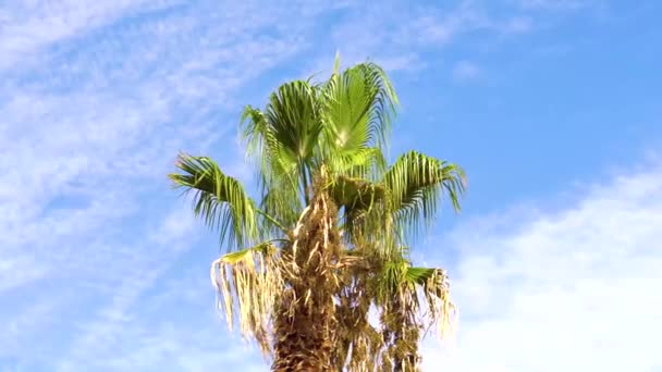 ต้นปาล์มในสายลม ต้นปาล์มใบไม้บนท้องฟ้าสีฟ้า — วีดีโอสต็อก