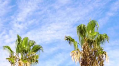Rüzgarda iki palmiye ağacı, Mavi Gökte Yaprak Palmiyesi