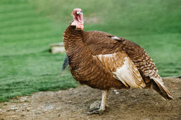 capture of a wild turkey in the meadow