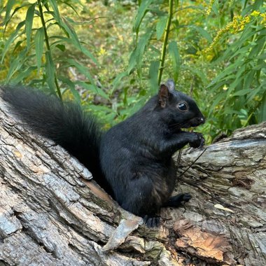 Orman parkı sonbahar çiçekleri pembe bahar yaprakları sincap