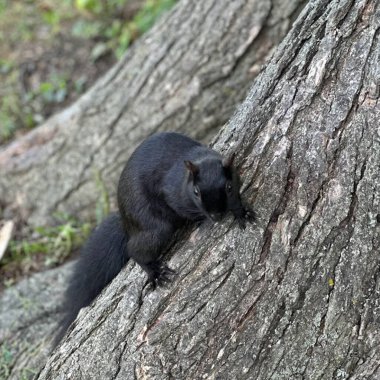 Sincap Ormanı Parkı Sonbahar Yazı Siyah Eğlence Fındık Yeme
