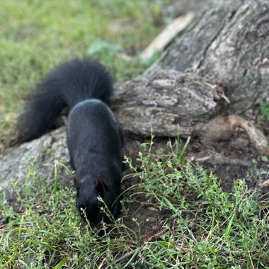 Sincap Ormanı Parkı Sonbahar Yazı Siyah Eğlence Fındık Yeme