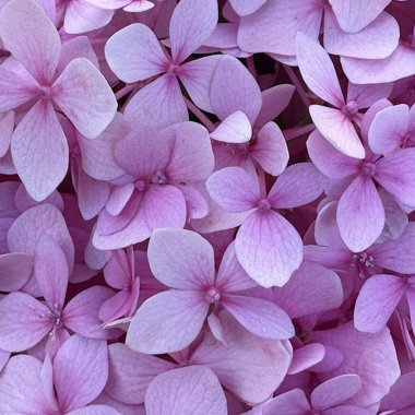 Orman parkı sonbahar çiçekleri pembe bahar yaprakları