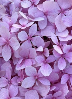 Orman parkı sonbahar çiçekleri pembe bahar yaprakları