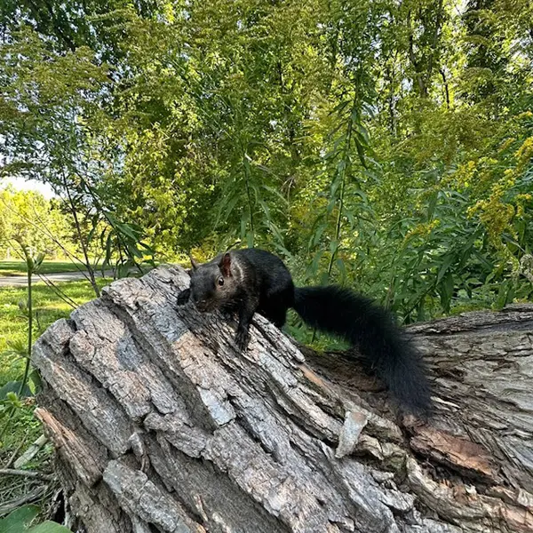 Eichhörnchen Waldpark Herbst Sommer Schwarz Spaß Essen Nüsse — Stockfoto