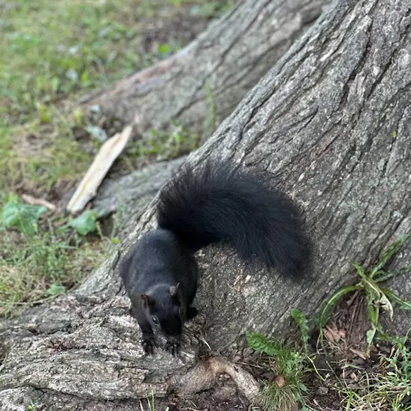 Esquilo Floresta Parque Outono Verão Preto Diversão Comer Nozes — Fotografia de Stock