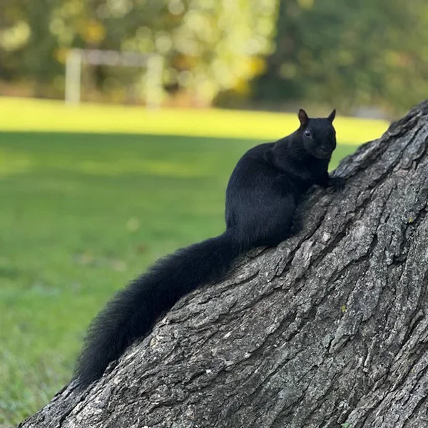 Eichhörnchen Waldpark Herbst Sommer Schwarz Spaß Essen Nüsse — Stockfoto