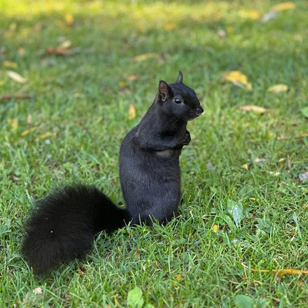 Eichhörnchen Waldpark Herbst Sommer Schwarz Spaß Essen Nüsse — Stockfoto