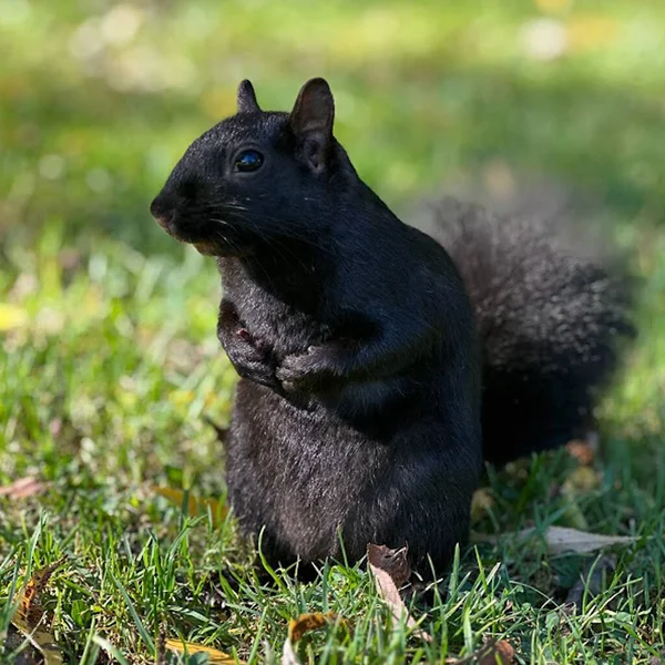 Eichhörnchen Waldpark Herbst Sommer Schwarz Spaß Essen Nüsse — Stockfoto
