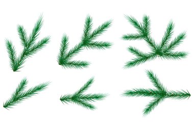 Bir dal ladin. Gerçekçi tasarım. Ağaç dalı. Yeşil siluet. Sonsuz yeşil sembol. Vektör çizimi. Resim yükle. 
