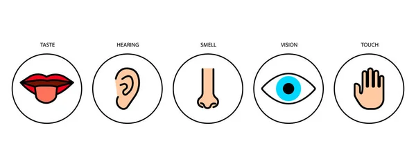 Sinnesorgane Skizzenstil Vektorillustration Aktienbild Eps — Stockvektor