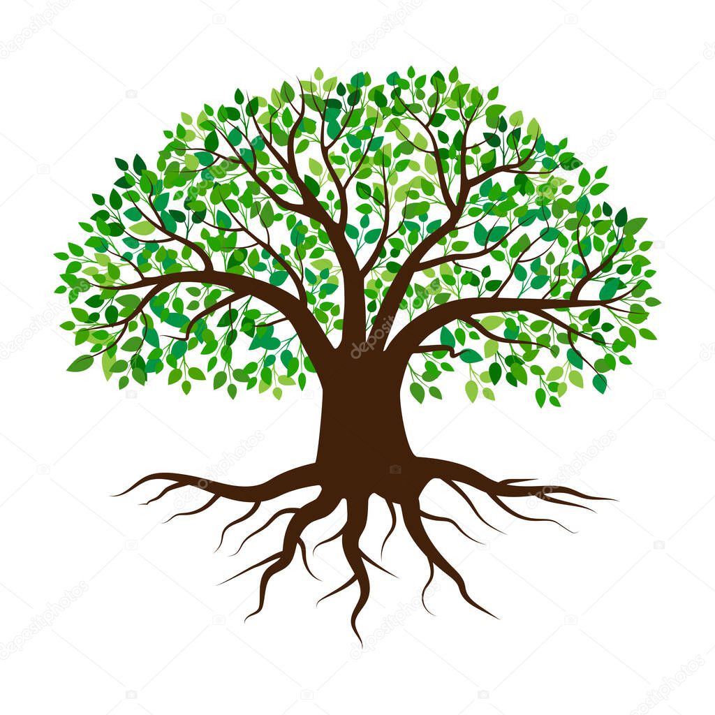 green tree on white background. Olive tree logo. Vector illustration. stock image. EPS 10.