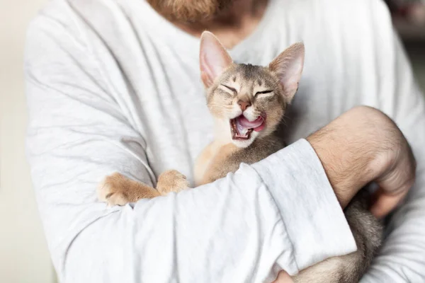 Close up of little grey cat licking with tongue in mans hands. Cute Abyssinian kitten of blue color with closed eyes. Tasty food for domestic animal. World cat day. Selective focus.