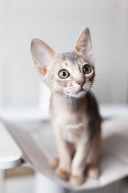 Gri bir arka planda oturan Habeş mavisi kedinin portresi. Büyük yeşil gözlü, üç aylık meraklı bir kedi yavrusu. Evcil hayvanlar önemser. Dünya kedi günü. Dikey görüntü. Seçici odak.