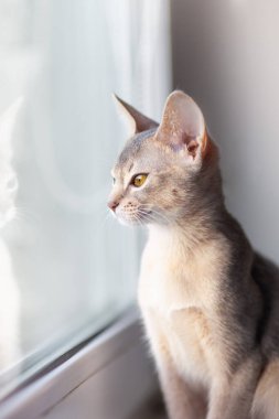 Pencere kenarında oturan ve pencereye bakan Habeş kedisinin portresini yakından çek. Üç aylık kehribar gözlü mavi kedi yavrusu. Dünya kedi günü. Dikey görüntü. Seçici odak.