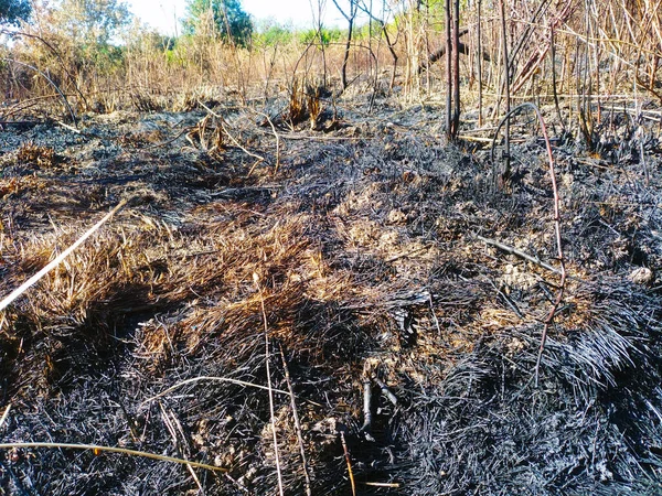 Global warming. forest fire, burnt, charred vegetation. Effect of the heat wave. 