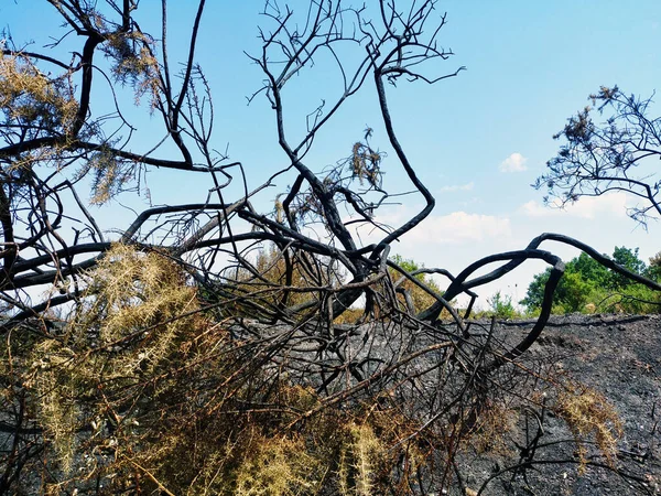 Effect of the heat wave, fire and charred forest fire