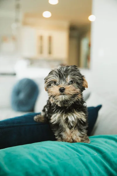 Um minúsculo cachorro yorkie xícara de chá sentado em um braço sofá com um travesseiro teal — Fotografia de Stock