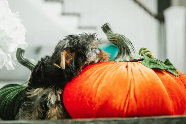 A tiny teacup yorkie puppy dog next to fall autumn home interior decor of orange and green fabric pumpkins — Stock Photo, Image