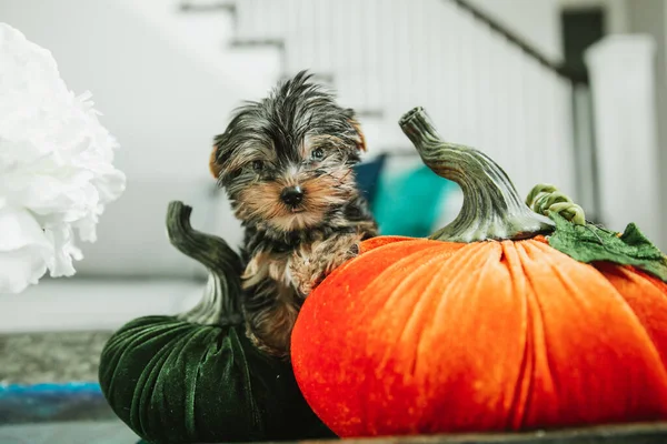Un piccolo cane cucciolo yorkie tazza da tè accanto all'autunno arredamento interno autunno di zucche in tessuto arancione e verde — Foto Stock