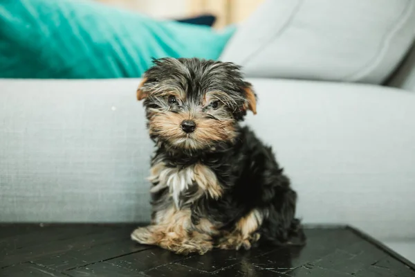 Un piccolo cane cucciolo yorkie tazza da tè seduto su un tavolino — Foto Stock