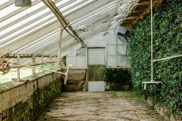 Uma estufa vazia com teto de vidro e paredes e uma parede coberta de vegetação — Fotografia de Stock