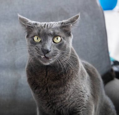 Sarı gözlü, gri sandalyede oturan mavi bir Rus kedisi.