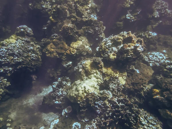 Underwater Image Pacific Ocean Water Coral Reef Taken Maui Hawaii — Stock Photo, Image