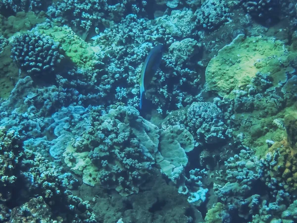 Underwater Image Pacific Ocean Water Brown Coral Taken Maui Hawaii — Stock Photo, Image