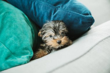 Minik bir çay fincanı yavrusu kanepede yastık ve deniz mavisi yastığı arasında saklanıyor..