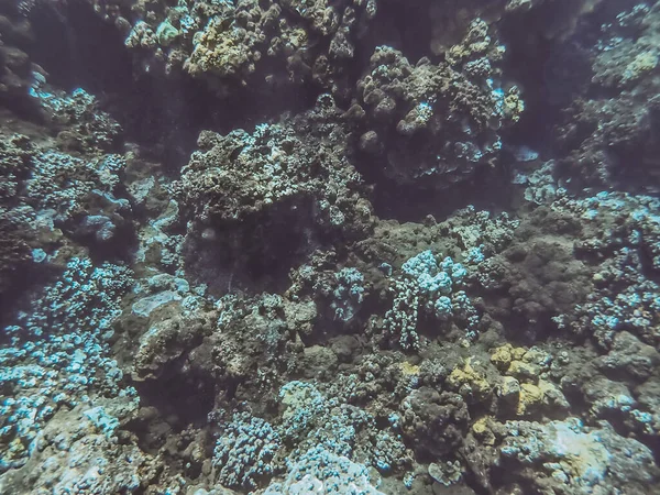 Underwater image of Pacific ocean water and the brown coral taken in Maui Hawaii.